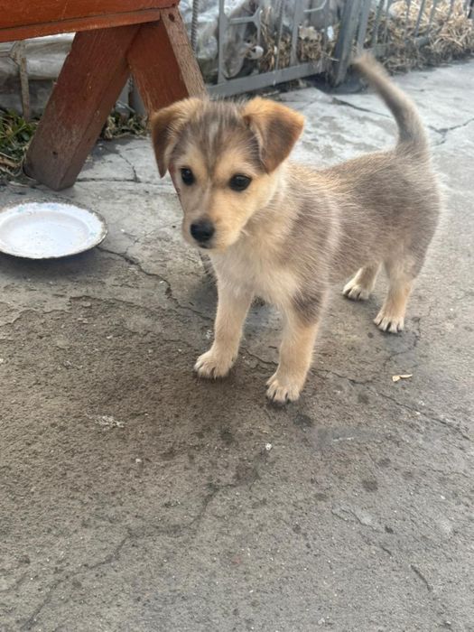 Щенок в хорошие руки щенки