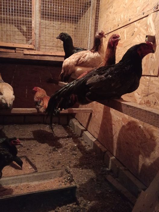 Тауык кораздар сатылды