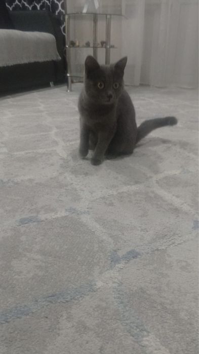 Кошечка ищет дом