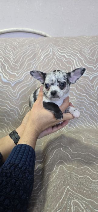 Красивые малыши Чихуахуа