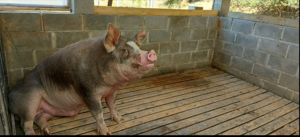 Продава се мъжко прасе