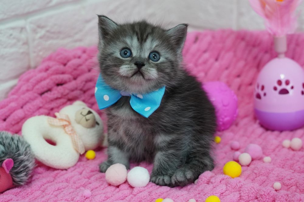 Вислоухие котята