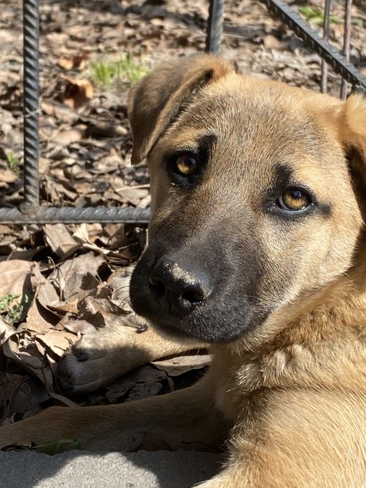 Щенок собака золотинка 3 мес
