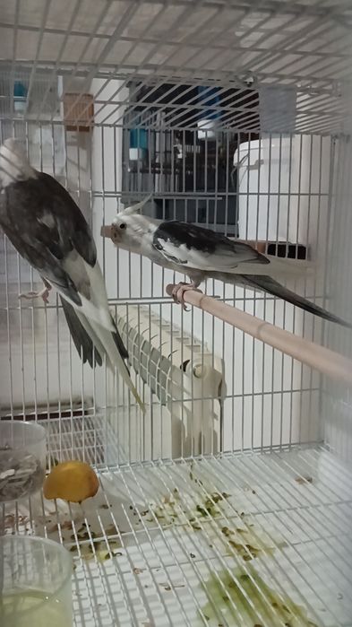 Попугаи Кореллы безщекие