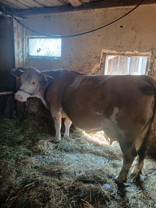 Vaca Balțata Romaneasca
