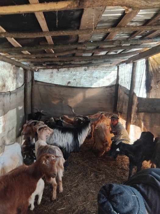 Vând capre bune de lapte