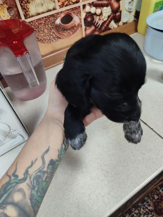 Продам щенят спаниеля