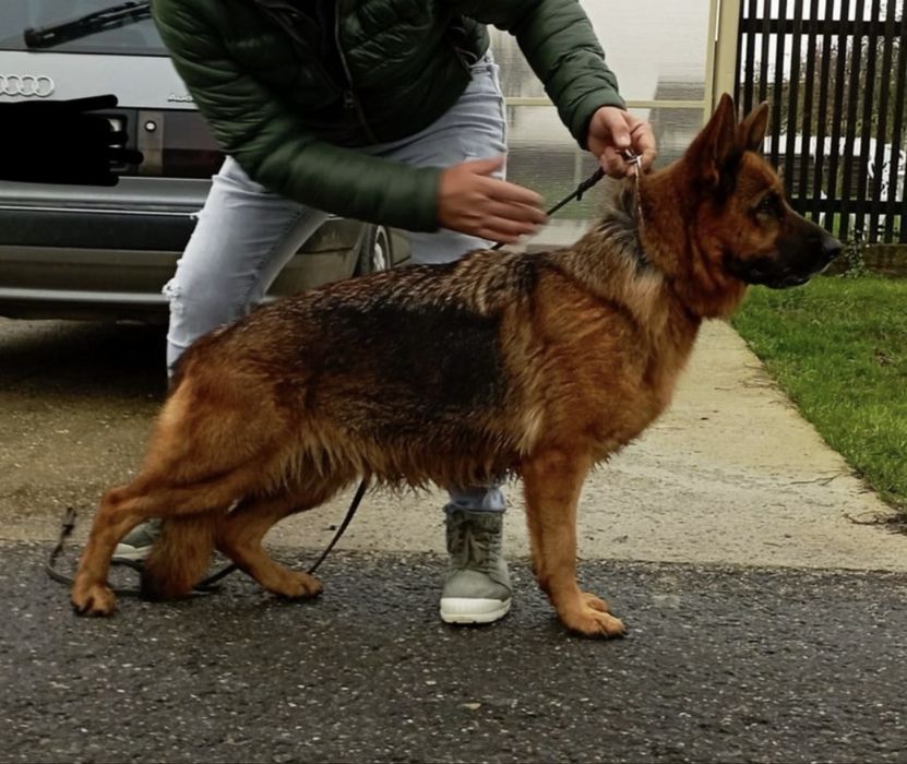 Pui ciobanesc german cu pedigree