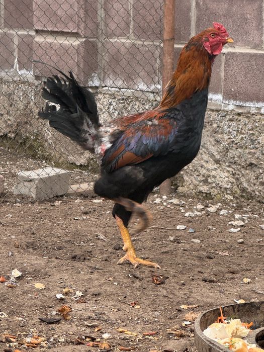 Петух, 10 месцев