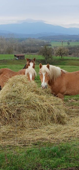 Продавам женско конче  на 1 година.