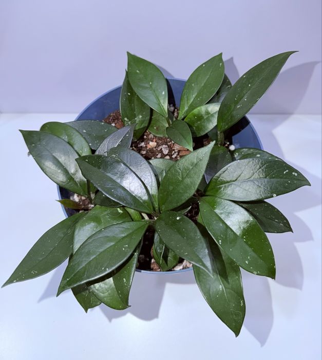 Хойя Карноза, комнатные растения, комнатные цветы