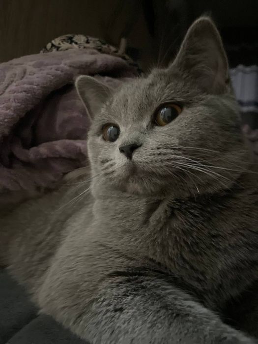 Скоттиш страйт красавица