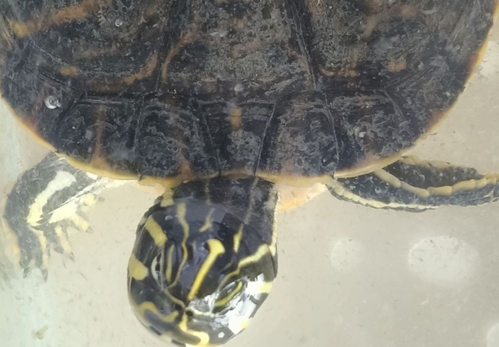 Vând broască țestoasă