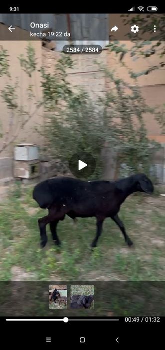 Qoʻchqorlar bor sotiladi