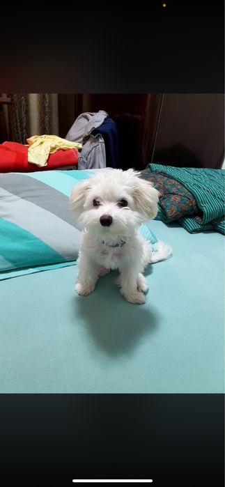Bichon Maltez Miny Toi
