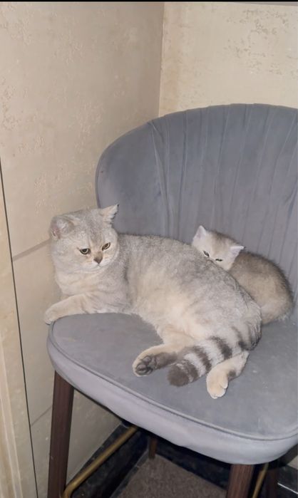 Mushuk sotiladi shinshila