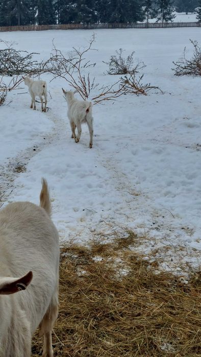 Tapisor saanen bun de monta in toamna anului acesta