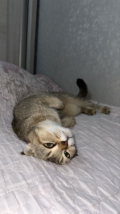 Продаеться Шотландская вислоухая кошка