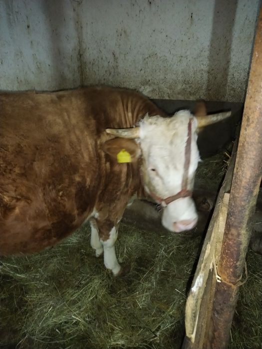 Vând junincă gestanta