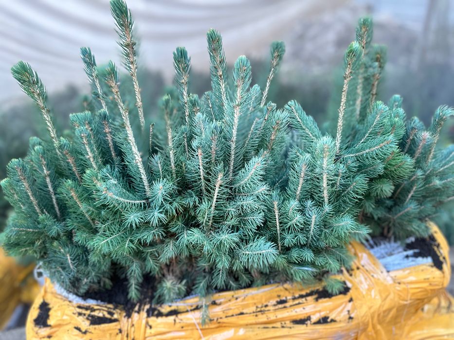 Голубая ель кўчатлари сотилади!