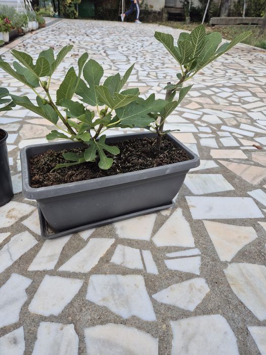 Puieti Smochini Svinita la ghiveci