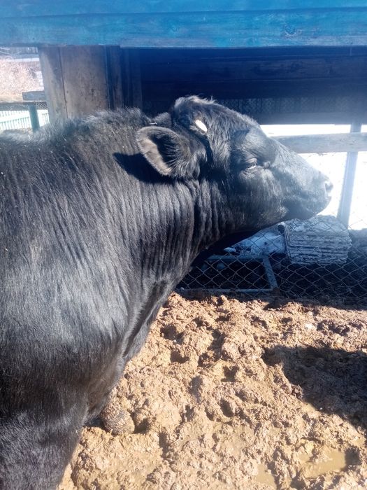 Продам бык ангус