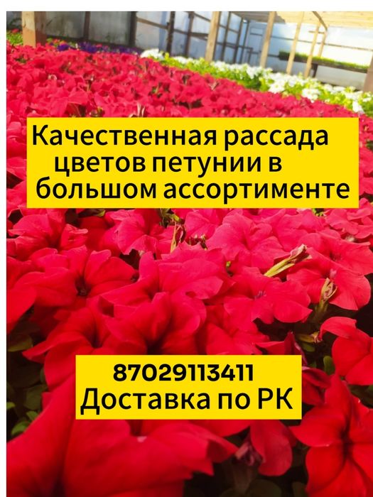 Рассада однолетних цветов. Петуния