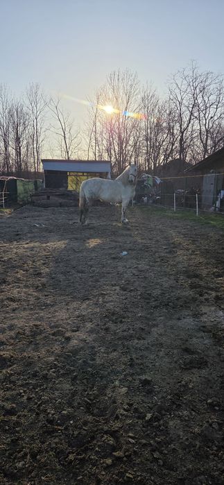 Iapă de vânzare   .