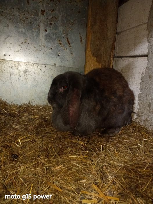 Iepuri Berbec German