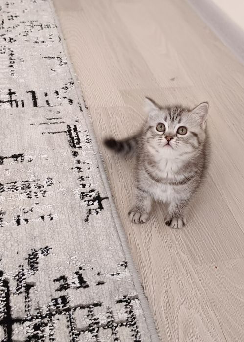 2 ойлик киз бола мушукча сотилади!