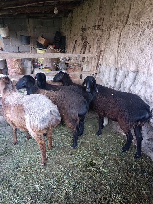 Бугоз Куйлар сотилади тухлилар