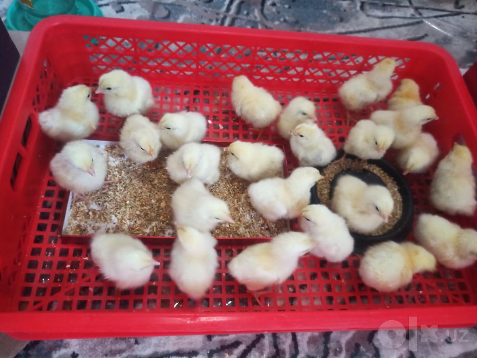 Adler jujalari sotiladi. Sogʻlom