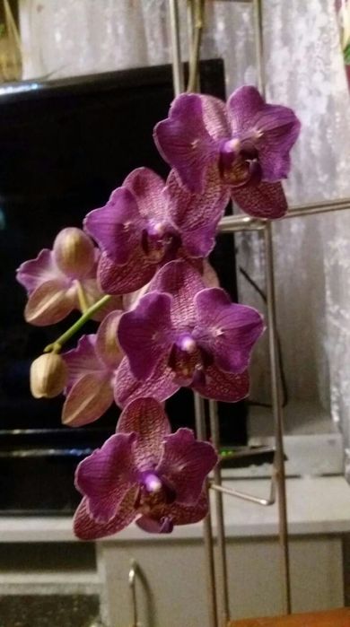 Орхидеи продажа цветов ( детки)