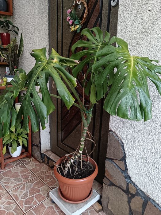 Planta Philodendron