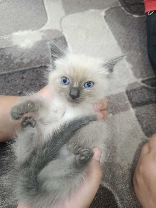 Отдам котят в добрые руки