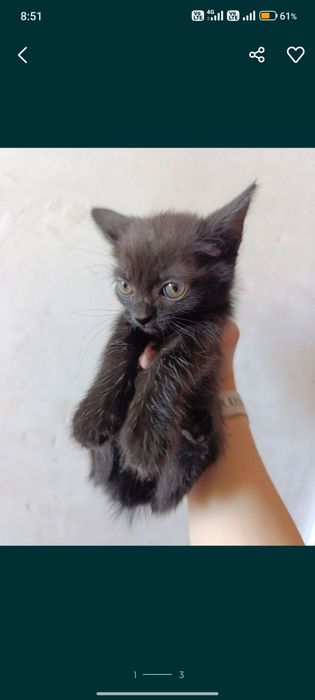 Отдам котят помесь