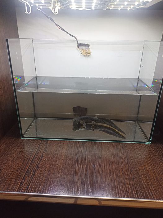 Продам Тритона 20см