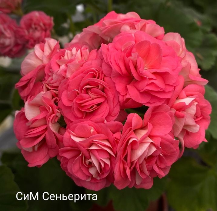 Пеларгонии укорененные черенки