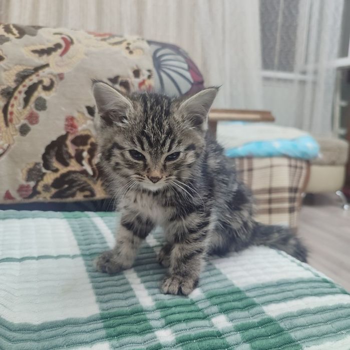 Отдам котенка бесплатно