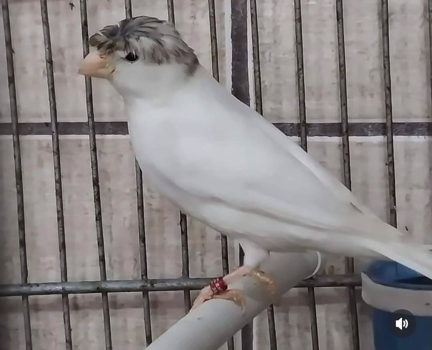 Canari TIMBRADO inelat 2025.