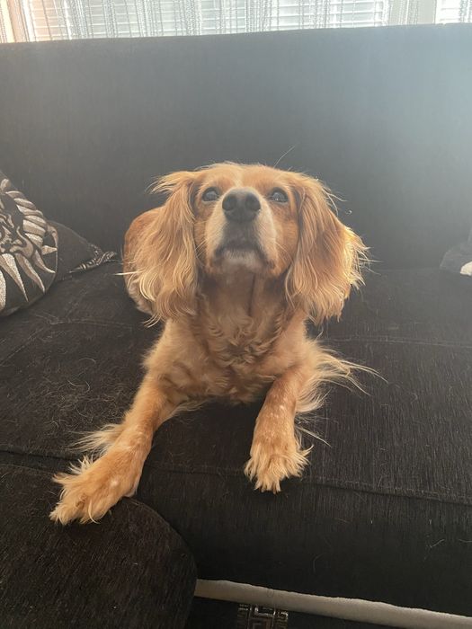 Подарявам кученце бретон шпаньол - женско