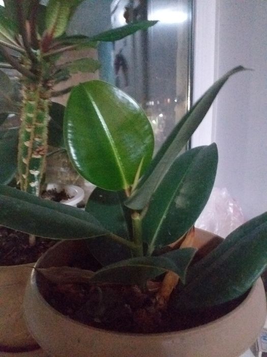 Домашний фикус цветы.