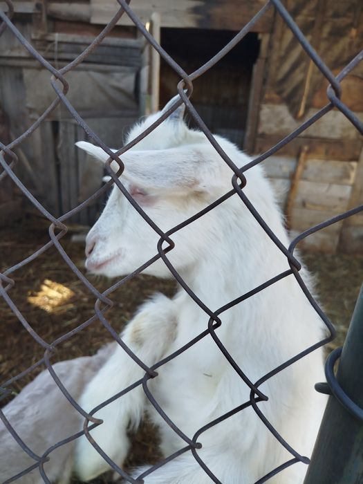 Козлята молочной породы