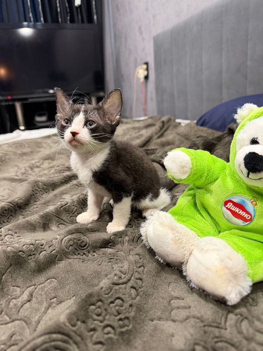 Котенок сфинкс браш