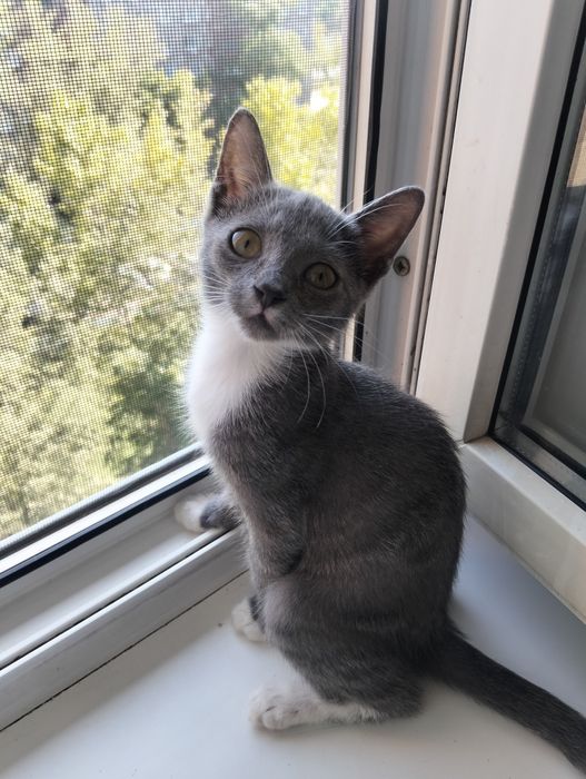 Отдам котёнка в добрые руки