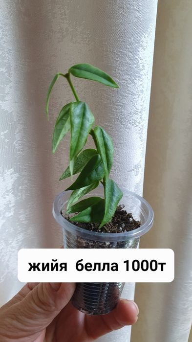 Комнатные растения