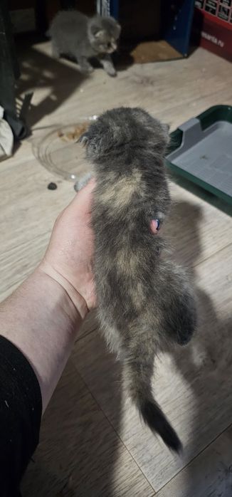 Продам котят скотиш фолд девочки