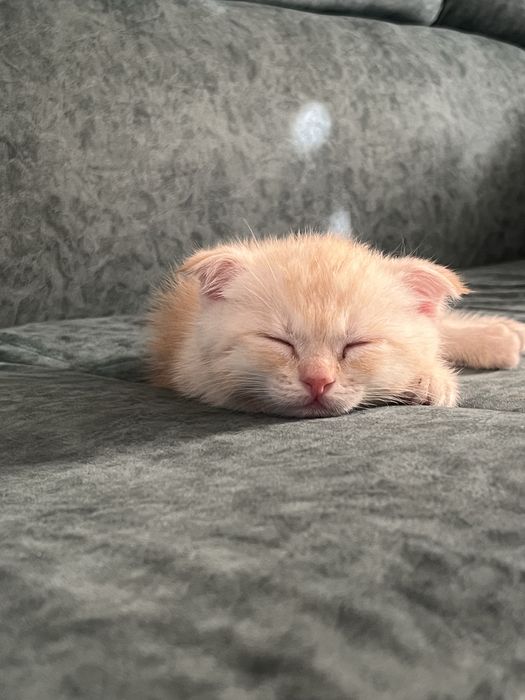 Продаётся пародистый котят