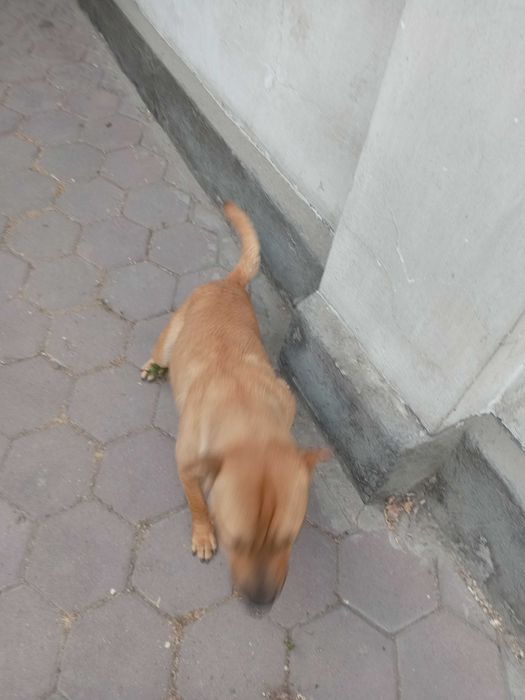 Смесь Пит,Стаффорд и шарпей