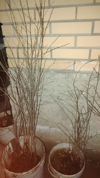 Көшеттер Ағаштар Расада бар